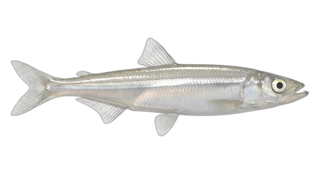 Whitebait Smelt