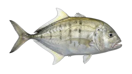 Whitefin Trevally