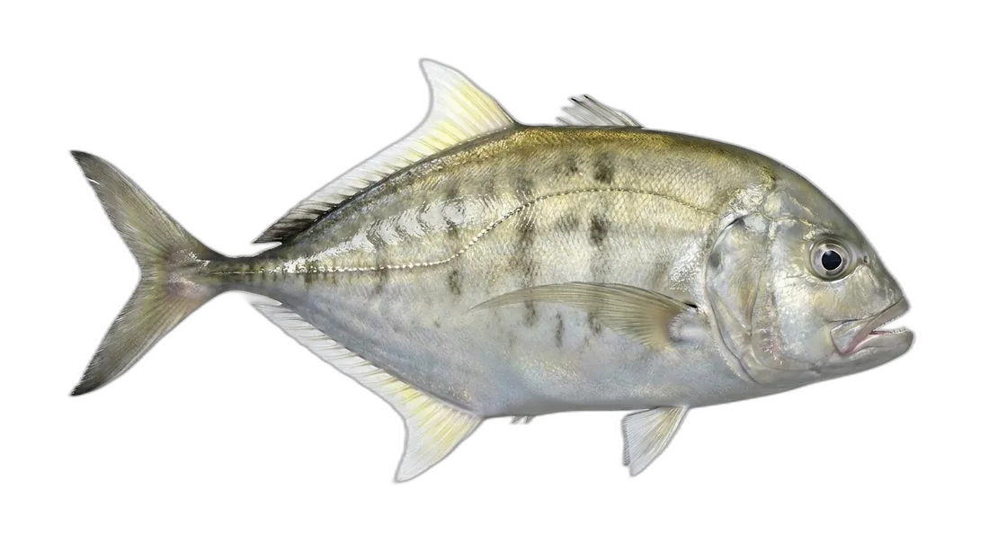 Whitefin Trevally