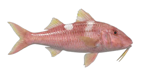 Whitesaddle Goatfish