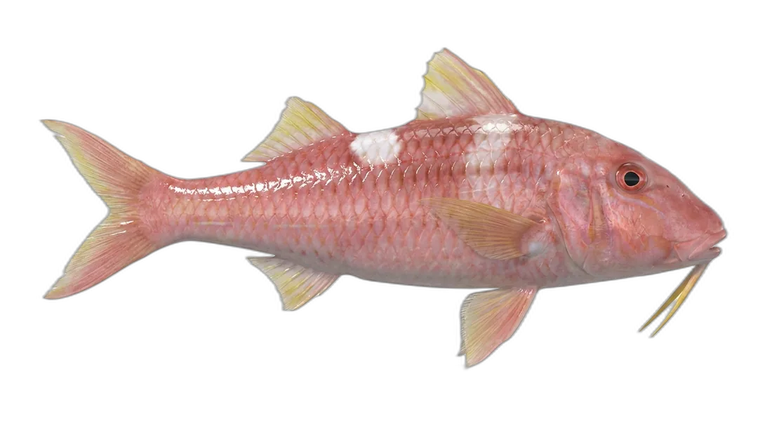 Whitesaddle Goatfish