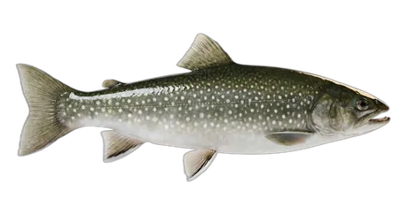 Whitespotted Char