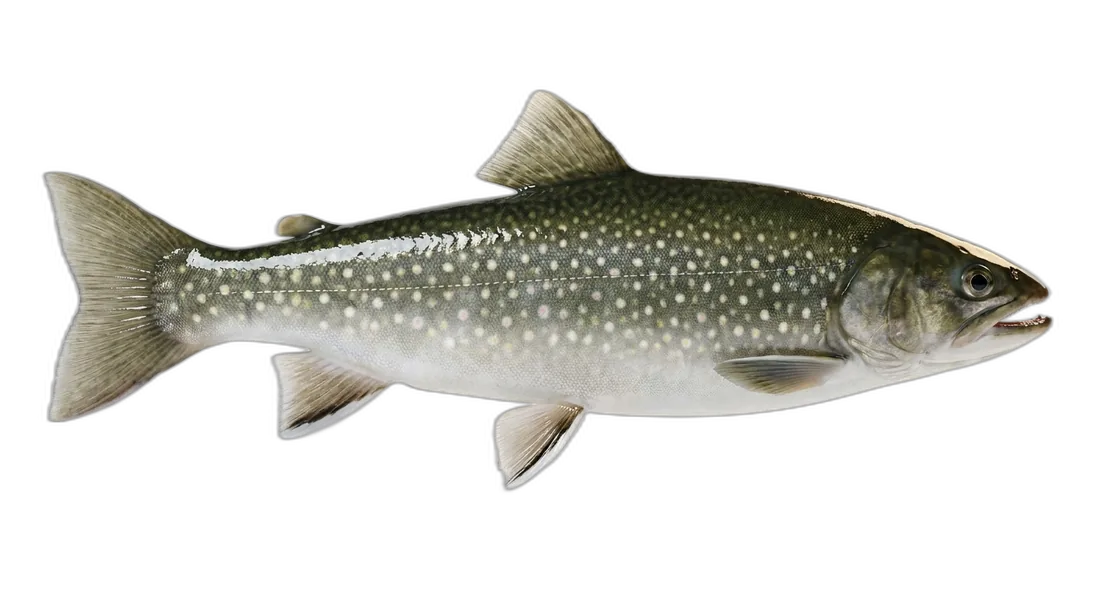 Whitespotted Char