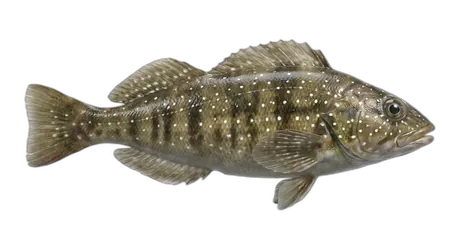 Whitespotted Greenling