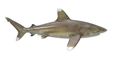 Whitetip Reef Shark