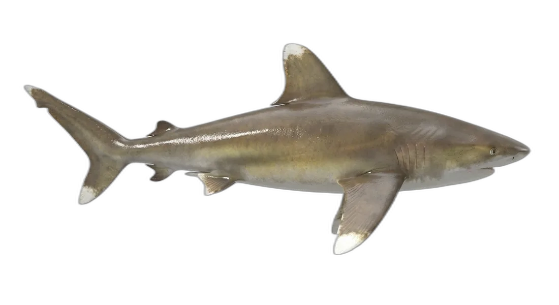Whitetip Reef Shark