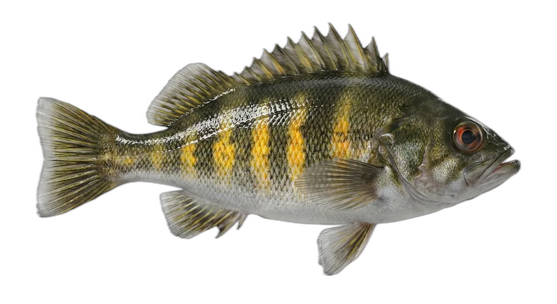 Widow Rockfish