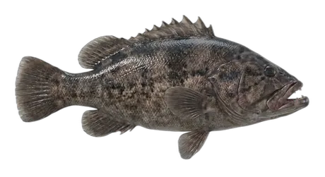 Wreckfish