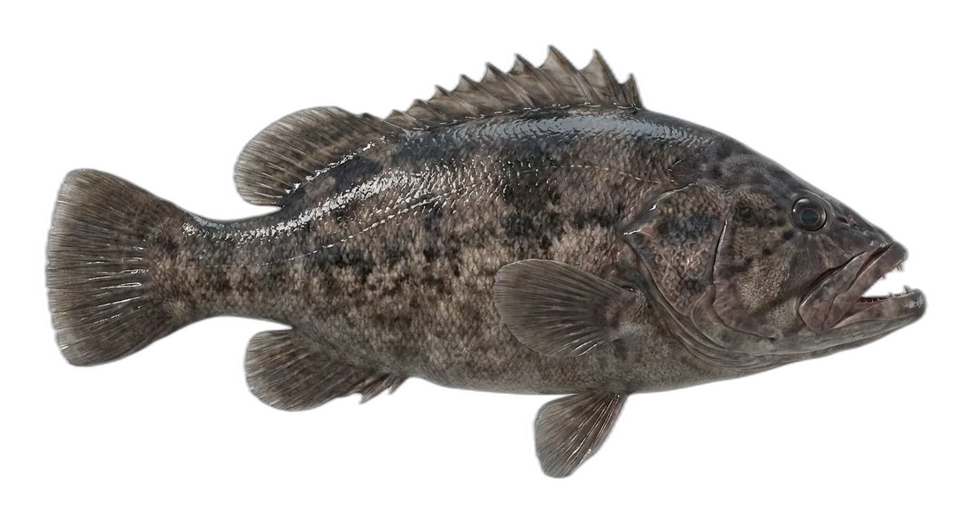 Wreckfish