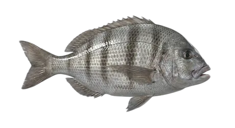 Xantic Sargo
