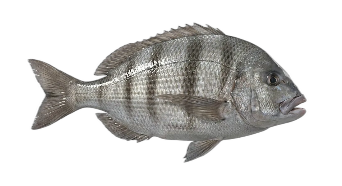 Xantic Sargo