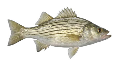 Yellow Bass