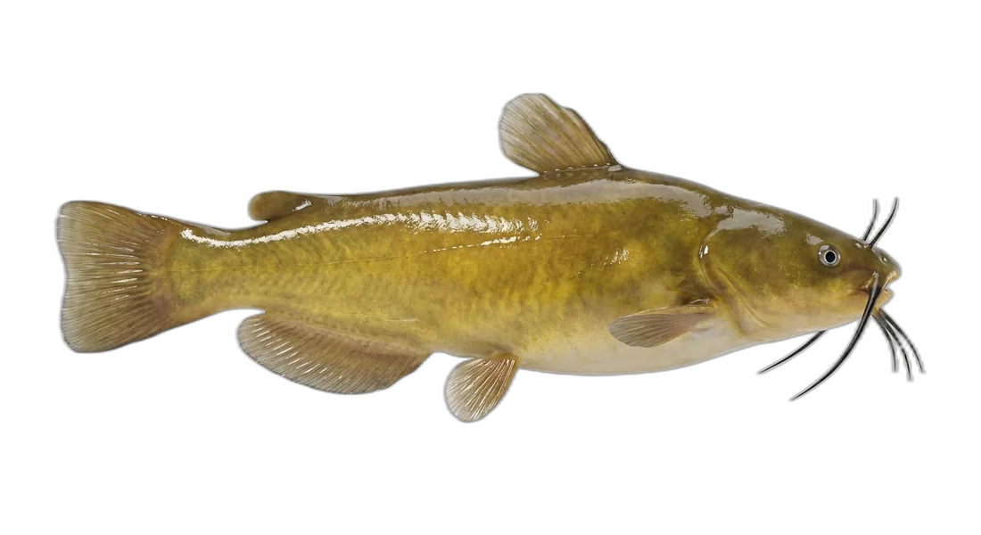 Yellow Bullhead