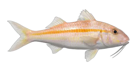 Yellow Goatfish