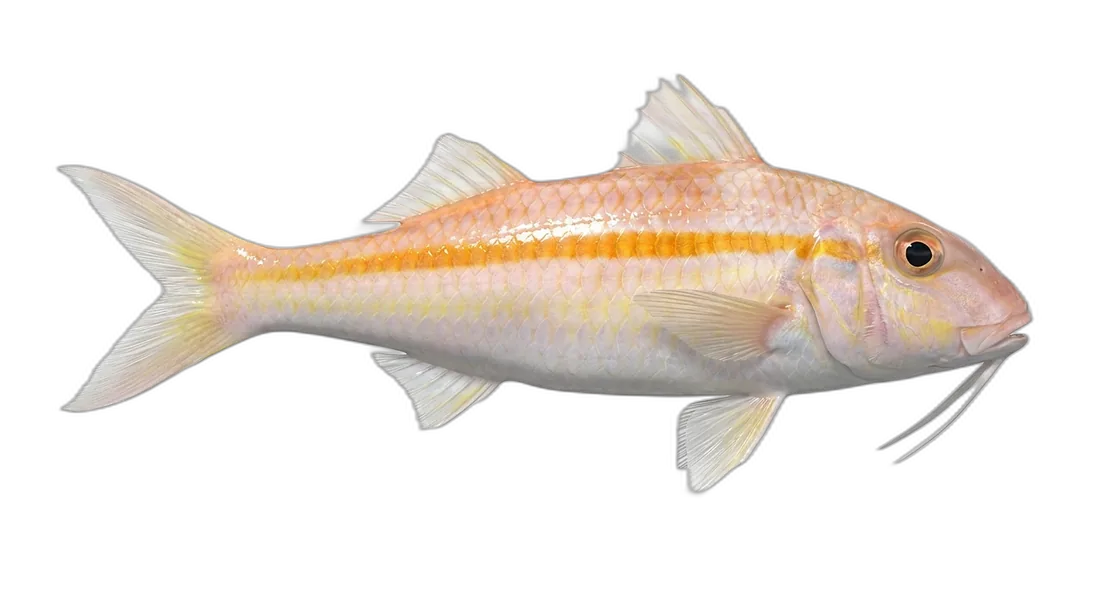 Yellow Goatfish
