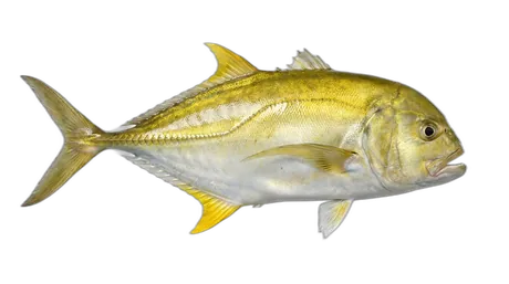 Yellow Jack