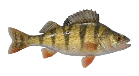 Yellow Perch