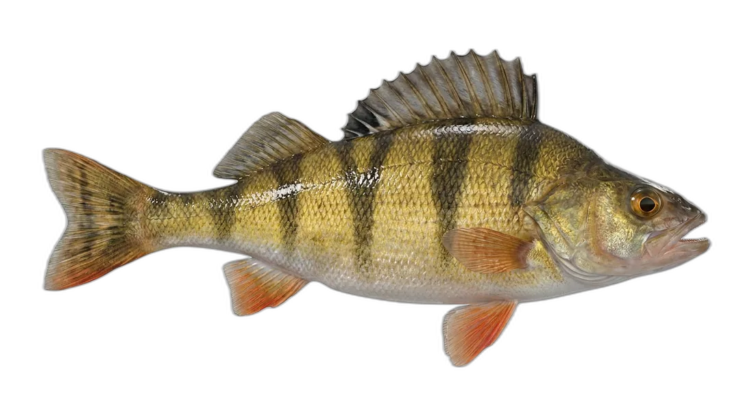 Yellow Perch