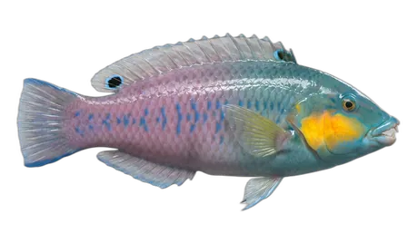 Yellowcheek Wrasse