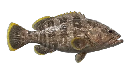 Yellowedge Grouper