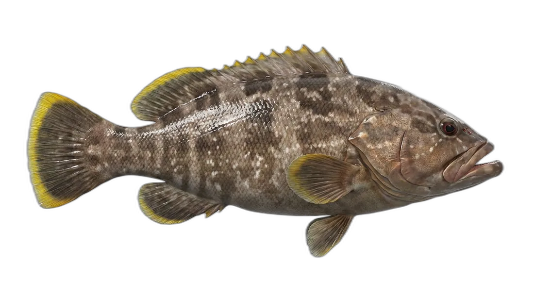 Yellowedge Grouper
