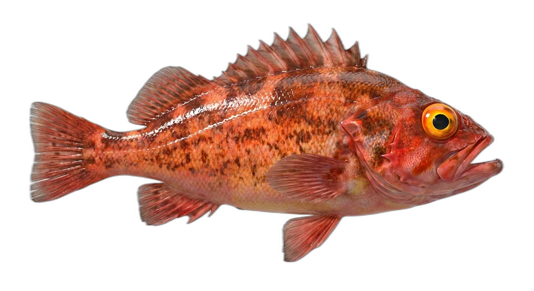 Yelloweye Rockfish