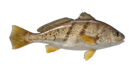 Yellowfin Croaker