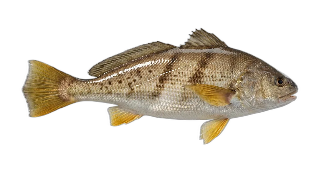 Yellowfin Croaker