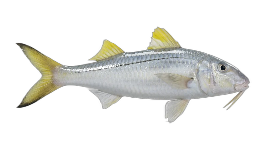 Yellowfin Goatfish