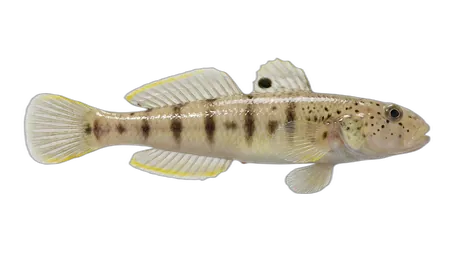 Yellowfin Goby