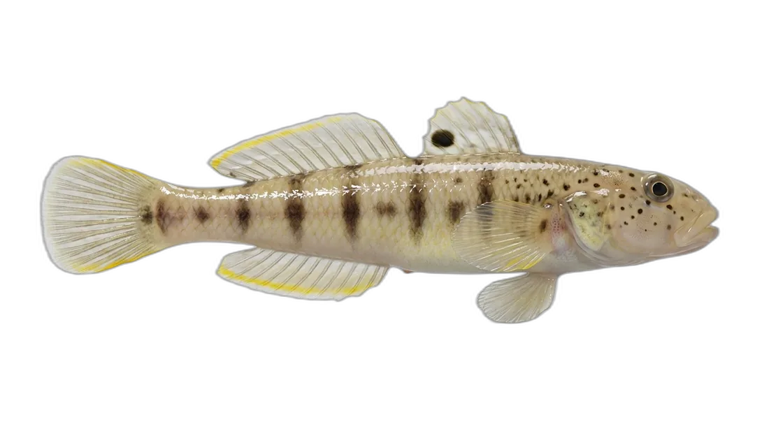 Yellowfin Goby