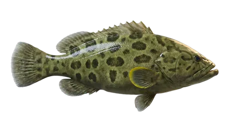 Yellowfin Grouper