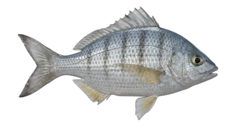 Yellowfin Mojarra