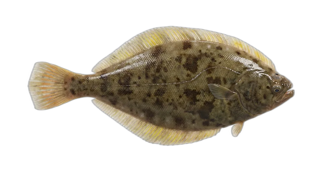 Yellowfin Sole