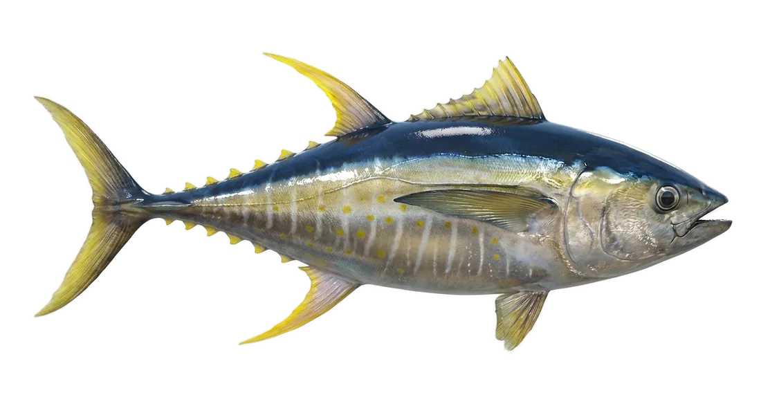 Yellowfin Tuna