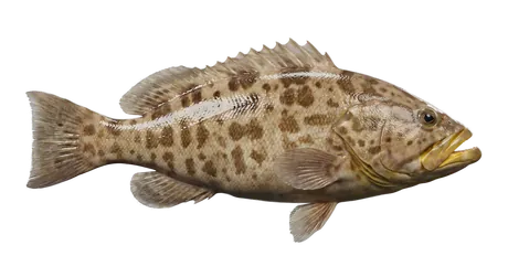 Yellowmouth Grouper