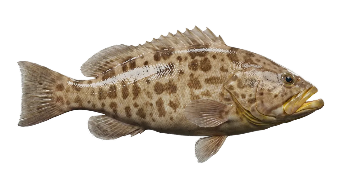 Yellowmouth Grouper