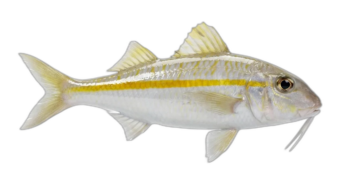 Yellowstripe Goatfish