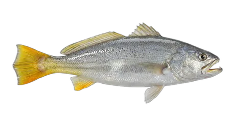 Yellowtail Corvina