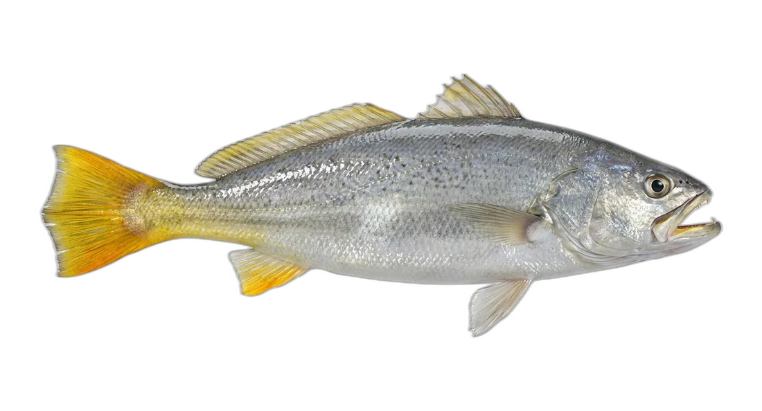 Yellowtail Corvina