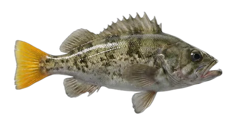Yellowtail Rockfish