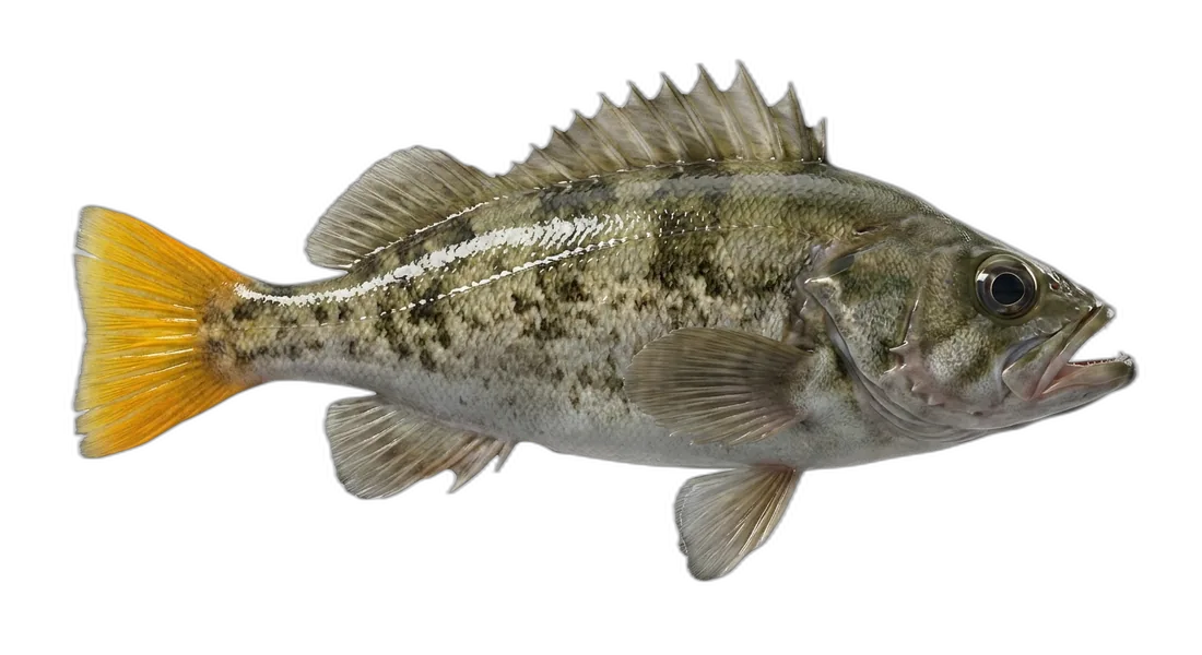 Yellowtail Rockfish
