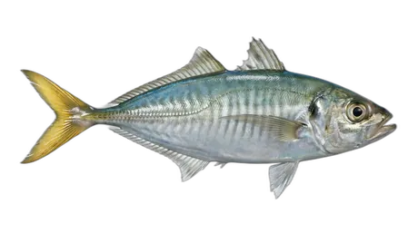 Yellowtail Scad
