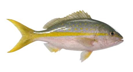 Yellowtail Snapper