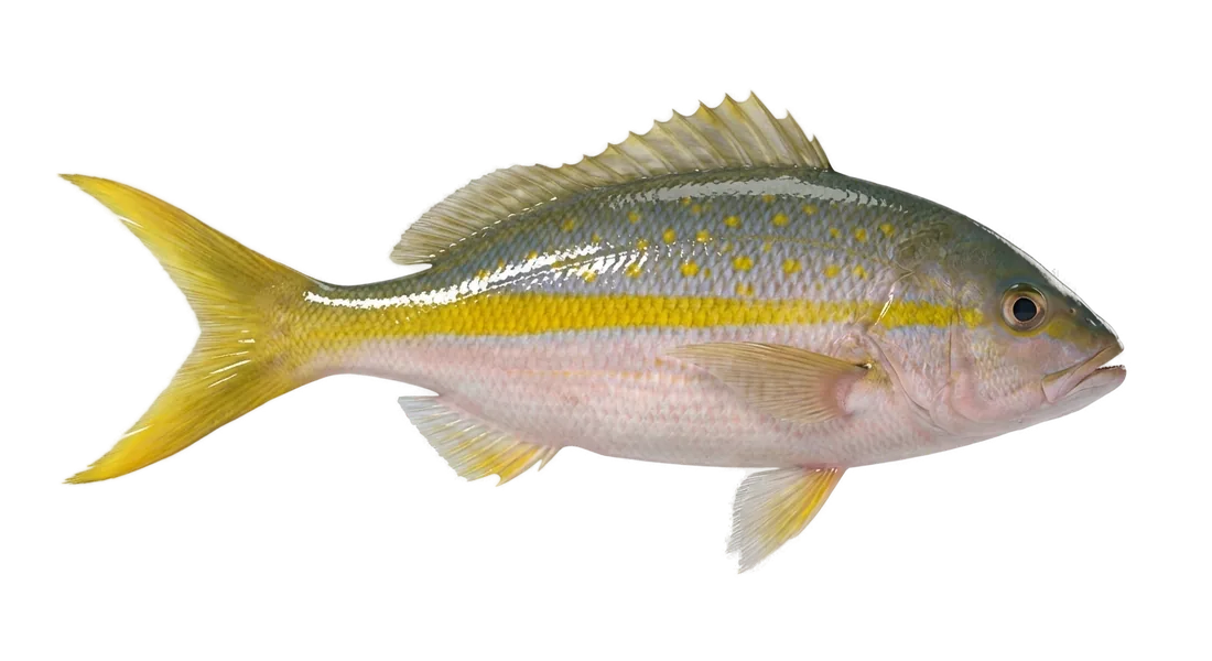 Yellowtail Snapper